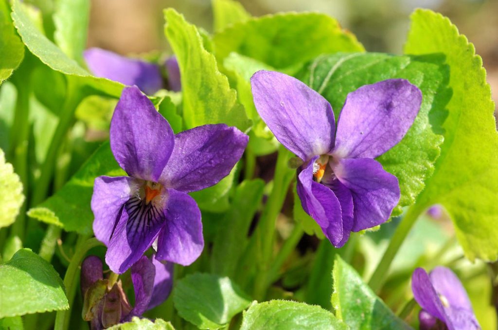 Flores de violeta para la gripe